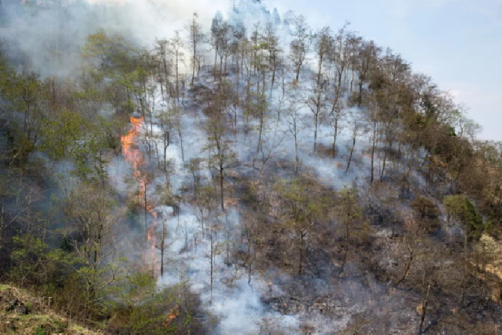 绿水青山就是金山银山——森林防火解决方案助力林业安全